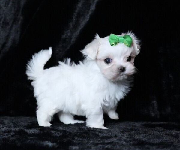 Medium Photo #6 Maltese Puppy For Sale in ROCK VALLEY, IA, USA