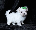 Small #5 Maltese
