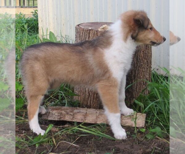 Medium Photo #3 Collie Puppy For Sale in FORT PLAIN, NY, USA