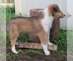Small #2 Collie