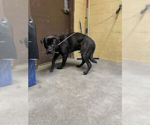 Mutt Dogs for adoption in Stockton, CA, USA