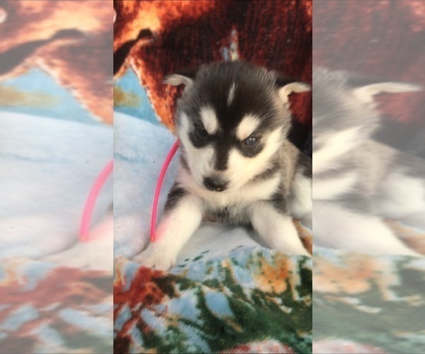 Medium Photo #4 Siberian Husky Puppy For Sale in FORT WAYNE, IN, USA