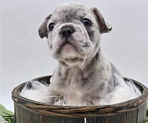 French Bulldog Puppy for sale in SPRINGFIELD, OR, USA