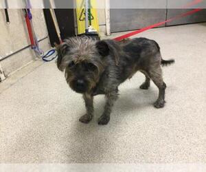 Miniature Schnauzer-Unknown Mix Dogs for adoption in Riverside, CA, USA