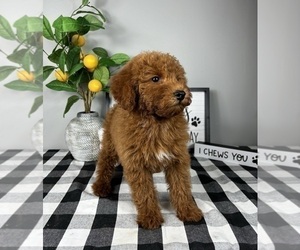 Goldendoodle (Miniature) Puppy for sale in FRANKLIN, IN, USA
