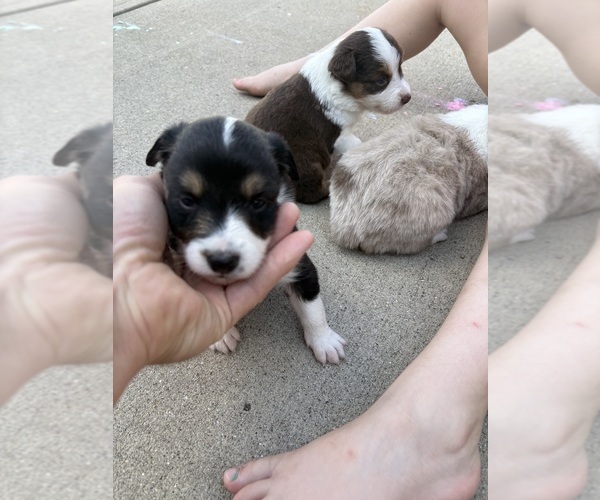 Medium Photo #5 Australian Shepherd Puppy For Sale in DAYTON, OH, USA