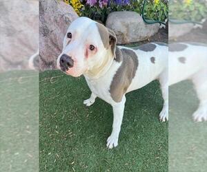 American Staffordshire Terrier-Unknown Mix Dogs for adoption in Oklahoma City, OK, USA