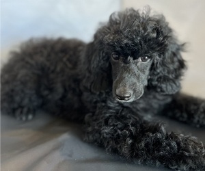Poodle (Miniature) Puppy for sale in PASO ROBLES, CA, USA