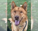 Small #1 Gerberian Shepsky