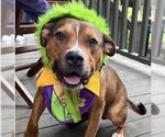 Small #43 American Pit Bull Terrier Mix