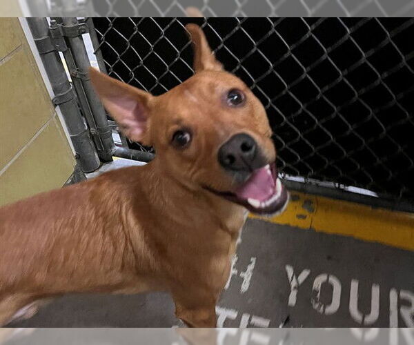 Medium Photo #1 Mutt Puppy For Sale in Redwood City, CA, USA