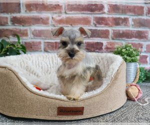 Schnauzer (Miniature) Puppy for sale in SYRACUSE, IN, USA