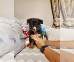Small Photo #7 Miniature Australian Shepherd Puppy For Sale in JACKSONVILLE, FL, USA