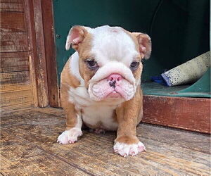 English Bulldog Puppy for sale in JERSEY CITY, NJ, USA