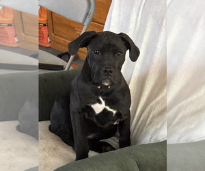 Medium Boerboel-Boxer Mix