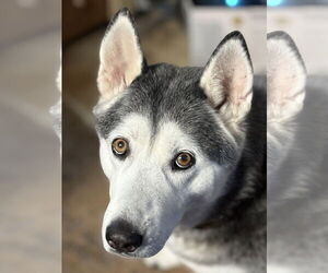 Siberian Husky Dogs for adoption in Bellevue, WA, USA