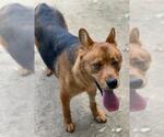 Small #1 German Shepherd Dog Mix