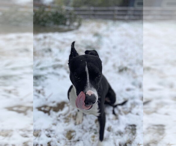 Medium Photo #18 American Pit Bull Terrier-Unknown Mix Puppy For Sale in Germantown, OH, USA