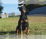 Puppy Raja AKC Doberman Pinscher