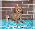 Image preview for Ad Listing. Nickname: Prince