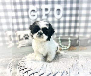 Shih Tzu Puppy for sale in MARIETTA, GA, USA
