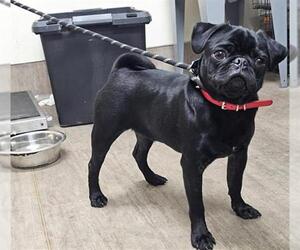 Pug Dogs for adoption in Pasadena, CA, USA