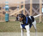 Small Photo #2 Treeing Walker Coonhound Puppy For Sale in Chestertown, MD, USA