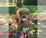 Small Photo #20 Labradoodle Puppy For Sale in DURHAM, CA, USA