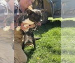 Small #3 French Bullhuahua