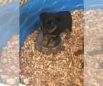 Small Photo #8 Rottweiler Puppy For Sale in HENRICO, VA, USA