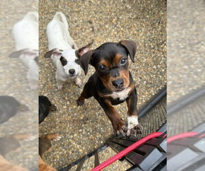 Cheagle Dogs for adoption in Jackson Township, NJ, USA