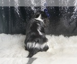 Small #6 Cavalier King Charles Spaniel