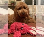 Small Photo #1 Goldendoodle (Miniature) Puppy For Sale in FT LAUDERDALE, FL, USA
