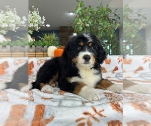 Bernedoodle Puppy for Sale in GREENFIELD, Indiana USA