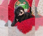 Small Photo #8 Goldendoodle-Miniature Bernedoodle Mix Puppy For Sale in LAKE CITY, FL, USA