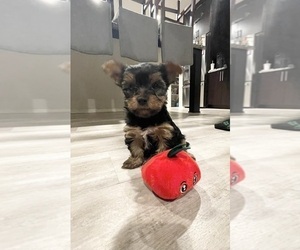 Yorkshire Terrier Puppy for Sale in BEAUMONT, California USA