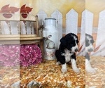 Small Photo #41 Aussiedoodle Puppy For Sale in COMMERCE, MI, USA