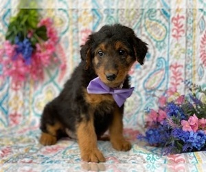 Airedale Terrier Puppy for sale in LANCASTER, PA, USA