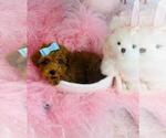 Small #22 Poodle (Toy)