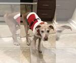 Small Labrador Retriever Mix