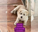Small Chihuahua-Labrador Retriever Mix