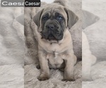 Small #3 Cane Corso