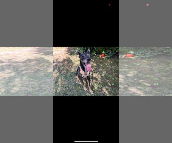 Medium Photo #5 Australian Kelpie-German Shepherd Dog Mix Puppy For Sale in Hayward, CA, USA