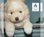 Small Photo #17 Pomsky Puppy For Sale in RAMSEY, MN, USA