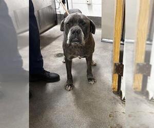 Mutt Dogs for adoption in Forestville, MD, USA
