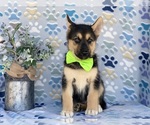 Small Photo #1 German Shepherd Dog-Siberian Husky Mix Puppy For Sale in LANCASTER, PA, USA