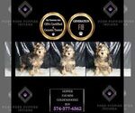 Small Photo #17 Goldendoodle (Miniature) Puppy For Sale in WARSAW, IN, USA