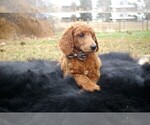 Small Photo #1 Poodle (Standard) Puppy For Sale in STOKESDALE, NC, USA