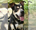 Small #3 American Staffordshire Terrier Mix
