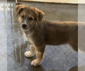 Napoleon Dynamite Pup - Heder - Male Labrador Retriever-Unknown Mix Dog for Adoption - Photo #2